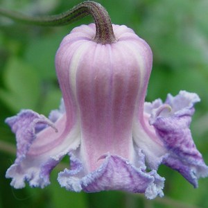 피어나라야생화 종으아리 클레마티스 (크리스파엔젤), 1개