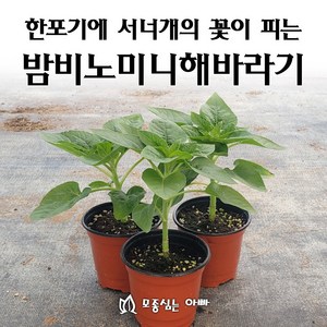 [모종심는아빠] 작은키의 한포기에 서너개의 꽃이 피는 밤비노미니해바라기 모종, 1개