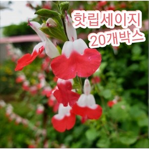 핫립세이지-20개박스/노지월동되는 향기 나는 체리세이지, 20개