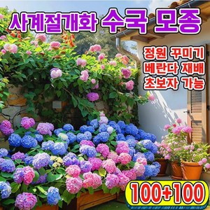 [업그레이드된 씨앗!!!] 수국 모종 사계절 개화 수국꽃 씨앗 봄파종 꽃씨앗 가든플라워, 200개