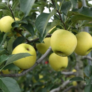 [달과향]산지직송 고당도 청송 안동 문경 경북 시나노골드 황금 사과 2kg 3kg 5kg, (실속형) 중대과 6-9과 3kg, 1개