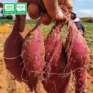 [23년수확] 해남 꿀고구마 못난이 10kg 비세척 비선별 솔내농원 고구마 베니하루카, 1개