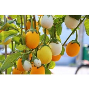 [모야모 꽃씨] 계란가지(Golden Eggs) 10립 씨앗, 1개