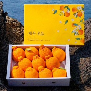 새콤달콤 제주 한라봉 3kg 5kg 제철과일, 1박스, 3kg 큰봉