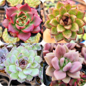 요즘인기있는 다육이 4종보기 다육식물, 1번-요즘인기있는 4종세트 다육이, 1개