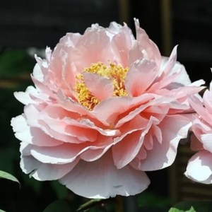 일본고급목단(대배) [접목3년생/2-3지] [ 우림원예종묘 ] [ 우림원예가든센터 ], 1개, 분홍색