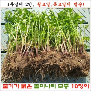 줄기가 붉은 돌미나리 10덩이 (50주 이상) 판매 =주 3회 발송., 1개