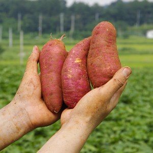 해남고구마생산자협회 경일농장 세척 무농약 꿀고구마, 1개, 3kg 특상(120g~300g)