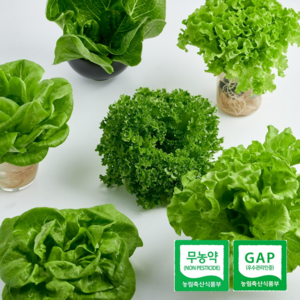 [무농약] 유럽샐러드 유러피안 샐러드 야채 채소 로메인 버터헤드 카이피라 프릴아이스 쌈채소 샐리의식탁 500g 1kg, 일반배송, 1개