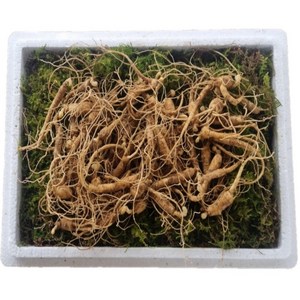 천생삼 산양산삼 못난이 파지삼 5~6년근 B급 50g 산삼 산양삼 장뇌삼, 100g(50~70뿌리), 1개
