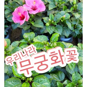 무궁화꽃-중/노지월동되는 우리나라 겨레의 상징 국화, 1개