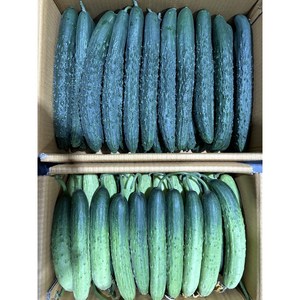 오이 백다다기 가시오이 백오이 못난이 특품 2kg 3kg 5kg 10kg, 1박스, 상, 백오이 2kg (12개 내외)