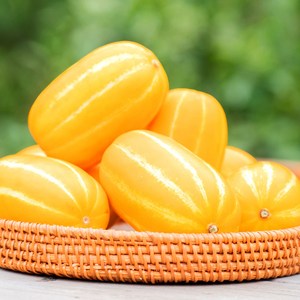 [달과향] 산지직송 당도선별 성주참외 랜덤과 1.5kg, 1박스, 못난이 랜덤과 1.5kg