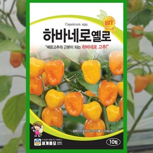 청양고추 씨앗 10립 하바네로 옐로 고추 종자, 1개