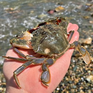 당일어획 국산 활 돌게 1kg (8~20마리), 1개