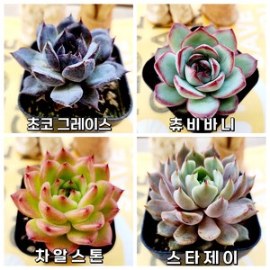 별난다육 특별기획, 4개 세트, 1개