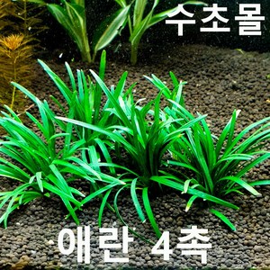 애란 (4촉) 초보자수초 자연수초, 1개