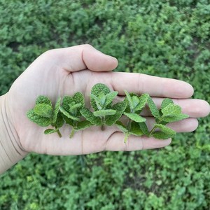 산지직송 신선한 애플민트 생잎, 100g, 짧은 잎(데코용), 1개, 2g, 1개입