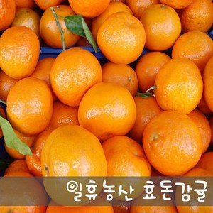 새콤달콤 고당도 효돈감귤 5kg - 당일선별발송, 5kg 작은귤(2S), 1개