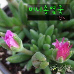 [허브여울송엽국] 미니송엽국 핑크 (분홍사철채송화/노지월동) 9cm 소품화분 (상토와 마사만 사용한 건강한 다육식물 화분), 3개