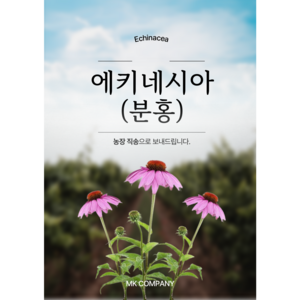 (MK Company) 분홍 에키네시아 카페 화단 정원 추천 에키네이샤 Echinacea Coneflower, 8개, 핑크
