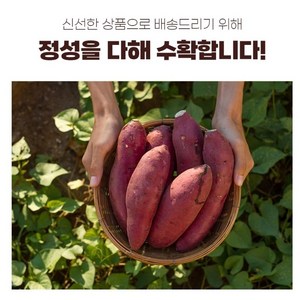 해남 밤고구마 3kg 5kg 10kg! 20 000원, 특상 3kg, 1개