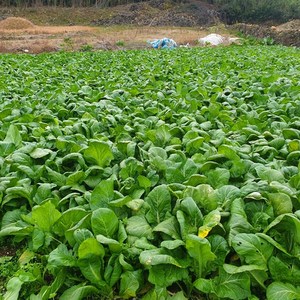 여수 노지 돌산갓 생갓 10kg 수확 채취 산지직송 해풍 맞고 자란, 1개