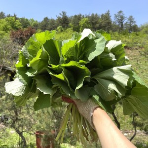 국산 무농약 노지 산 머위 500g 1kg 쌈 나물 순 머위대 머위나물 덕진푸드, 1개