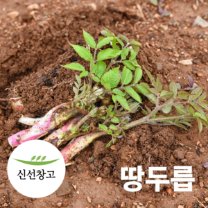 국내산 두릅 3종 참두릅 땅두릅 개두릅 엄나무순 봄나물 산나물, 200g, 1개