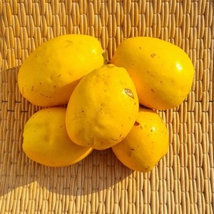 착한농장 모과즙 60팩 100lm 진액 엑기스