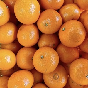 [불만족무료반품] 고당도 탐라향 진지향 진지휘 2.5kg 4.5kg 9kg, 1박스, 탐라향 4.5kg(혼합사이즈)