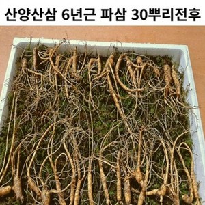 산양산삼 장뇌산삼 6년근 파삼 30뿌리전후, 1개