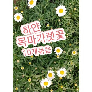 목마가렛꽃-화이트 10개묶음/마가렛꽃 계란을 깨트려 놓은것 같은가요, 10개