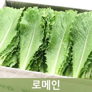 두리반농산 로메인 1kg 2kg내외 쌈채소 샐러드, 로메인1kg, 1박스