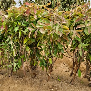 팥꽃나무 분묘 개화주 약30cm, 분묘 약30cm, 1개