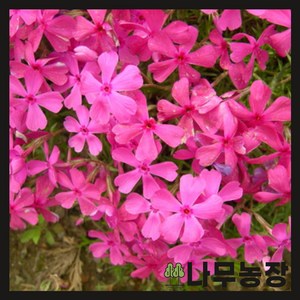 (나무농장) 야생화 꽃잔디 홍설 3치포트 무료배송특가, 30개