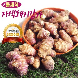 세척 생돼지감자 돼지감자 자색돼지감자 프리미엄급(특대), 3kg 프리미업급 특상품(대), 1박스