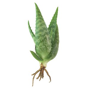 알로에 사포나리아 모종 공기정화 취미 모종 플랜테리어 반려식물, 사포나리아 모종 3개