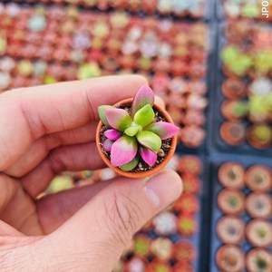 초미니 다육이 독일 토분 공기정화식물 키우기, 중간 사이즈, 1개