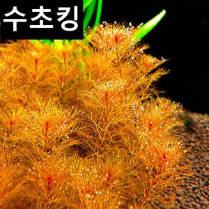 레드밀리오필름 10촉+1촉 수초킹 붉은수초 포인트수초 구피 새우 치비 치어 은신처, 1개