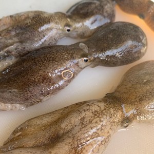 국내산 활 생물 냉동 쭈꾸미 알배기 주꾸미 1kg, 급냉 쭈꾸미 1kg (15미내외)