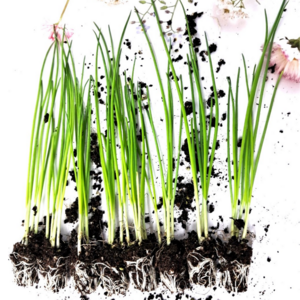 잘자람 창빛농원 대파 모종 8포트, 대파8포트, 1개