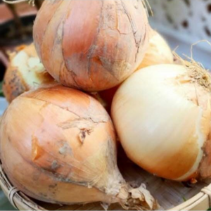 [우연팜] 단단하고 아삭한 국내산 무안양파, 햇 양파 3kg 중, 1개