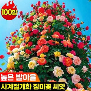 [발아율 99%] 50/100/200/600 넝쿨 장미 씨앗 덩굴장미 모종 장미꽃 씨앗 덩굴식물 사계절 파종 옥상 실외 정원 혼합 색상, 100개