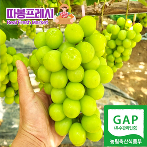 따봉프레시 GAP인증 백화점용 당도선별 과즙팡팡 황제 샤인머스켓, 1개, 2kg(특품)