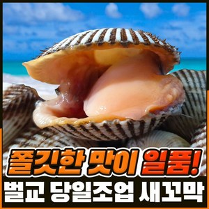 [벌교직송] 살이꽉찬 새꼬막 당일새벽조업, 대품3kg, 1개