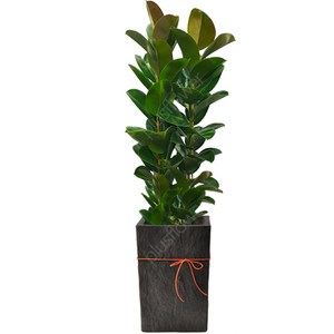 고무나무 대형 (당일배송) 전국화분배달 카페 식당 개업식 개업화분, 대형)고무나무, 1개