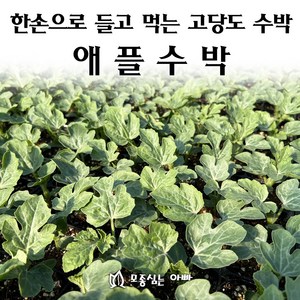 [모종심는아빠] 한손으로 들고 먹는 고당도 애플수박 모종, 3컵, 1개