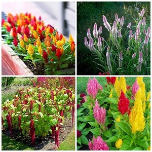 [모야모 꽃씨] 맨드라미 4종 선택구매, 줄맨드라미, 1개