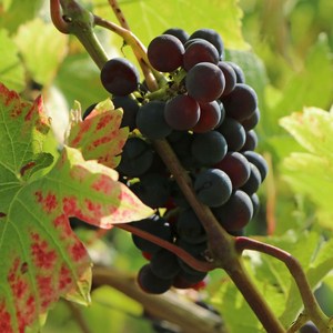 리서스원예 포도나무 거봉 포도 나무 묘목 삽목1년 특묘, 거봉 삽목1년 특묘, 1개